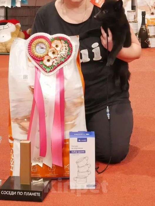 Собаки в Раменском: Шипперке Девочка, 50 000 руб. - фото 3