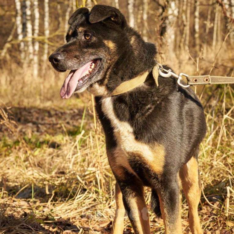 Собаки в Москве: Боня Девочка, Бесплатно - фото 4