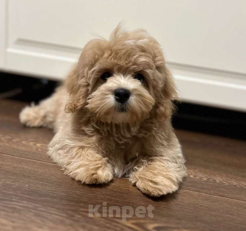 Собаки в Москве: Щенок мальтипу f1 девочка Девочка, 110 000 руб. - фото 2