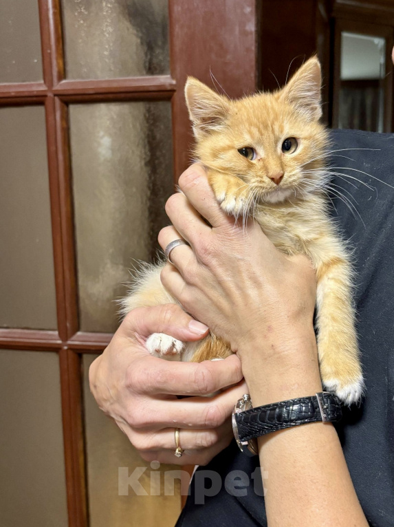 Кошки в Люберцах: Котенок в добрые руки Девочка, 100 руб. - фото 2
