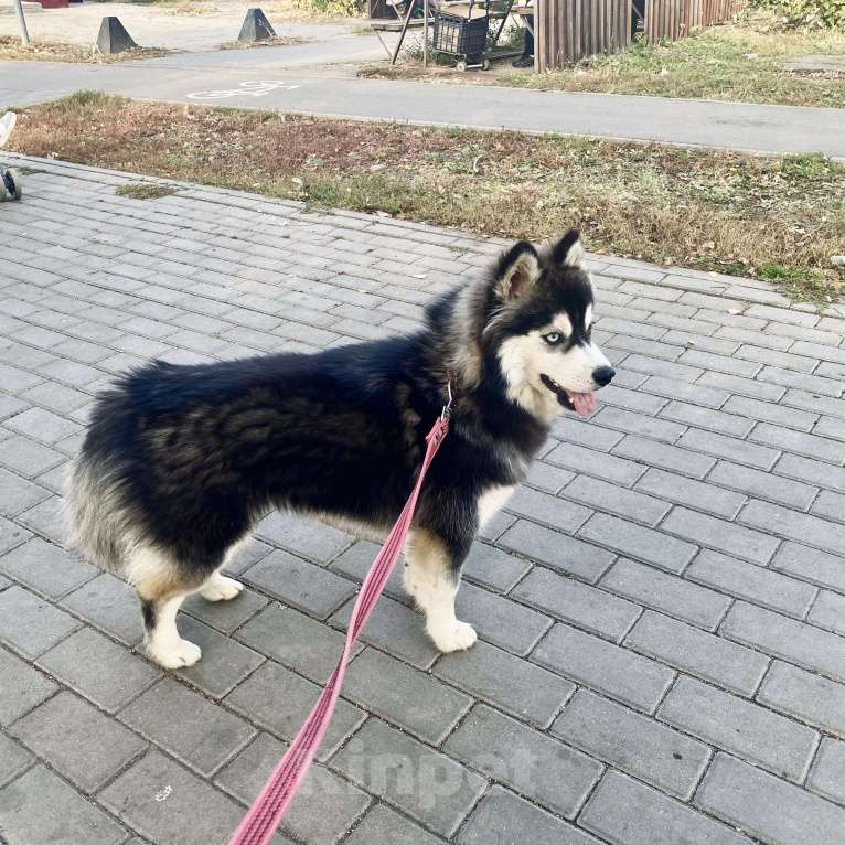 Собаки в других городах Липецкой области: Помски подрощеная сука Девочка, Бесплатно - фото 3