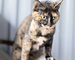 Кошки в Зеленограде: Кошечка Бонька 3 года в добрые руки Девочка, Бесплатно - фото 3
