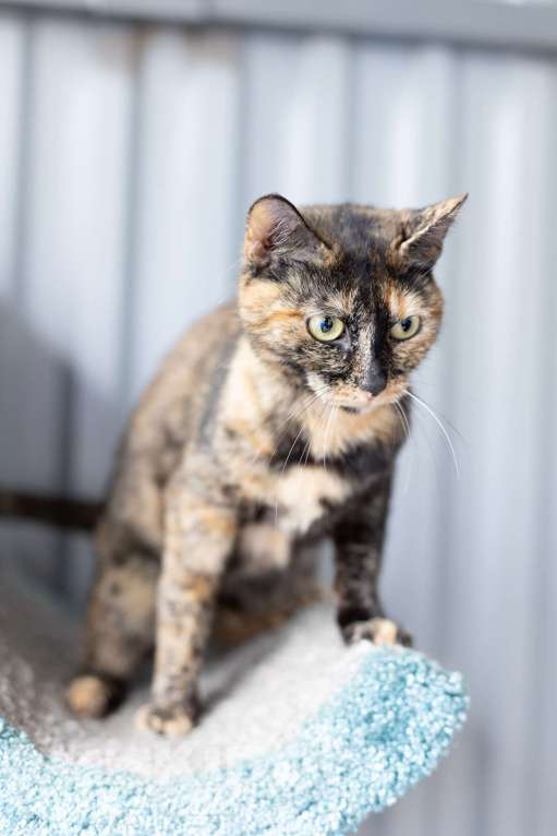 Кошки в Зеленограде: Кошечка Бонька 3 года в добрые руки Девочка, Бесплатно - фото 3