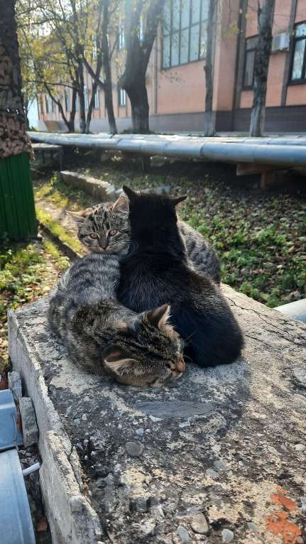 Кошки в Краснодаре: Бусенки Девочка, Бесплатно - фото 2