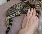Кошки в других городах Московской области: Бенгальский котенок Девочка, 18 000 руб. - фото 4