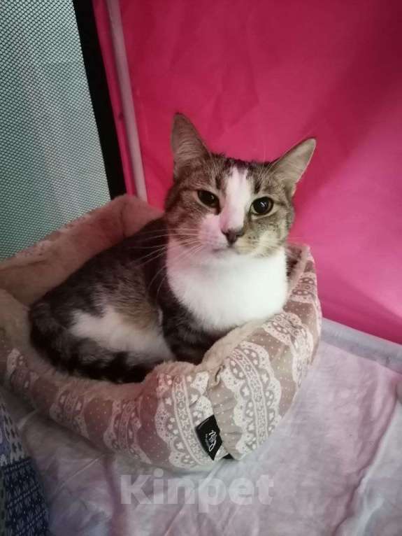 Кошки в Москве: Озорник и попрыгушечка Риш Мальчик, Бесплатно - фото 4