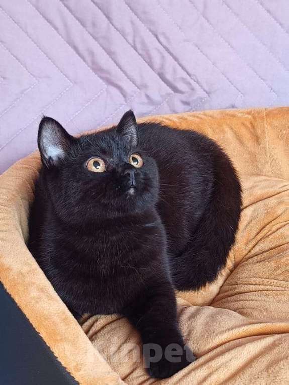 Кошки в Тольятти: скотиш страйт Девочка, 15 000 руб. - фото 2