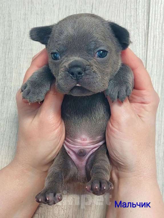 Собаки в Санкт-Петербурге: Щенки Французского бульдога Разнополые, 50 руб. - фото 8