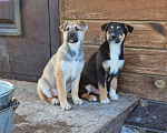 Собаки в Новосибирске: Щенок Стёпа  3 мес. Средний размер. Привит. Паспорт. Мальчик, Бесплатно - фото 1