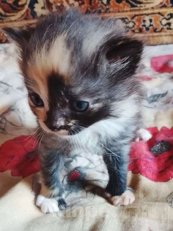 Кошки в других городах Тульской области: Продаю котят Девочка, Бесплатно - фото 1