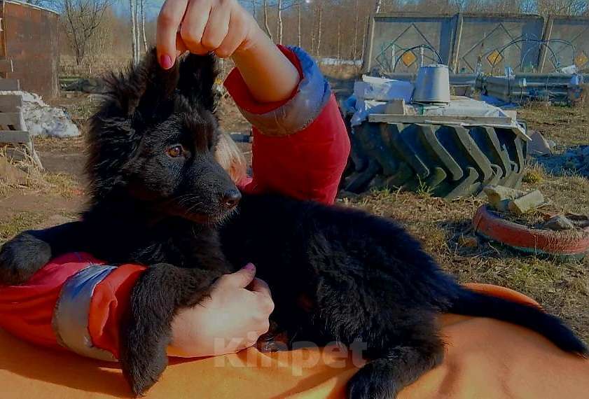 Собаки в Москве: Немка Девочка, 45 000 руб. - фото 5