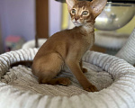 Кошки в Самаре: Аби-малыши Мальчик, Бесплатно - фото 3