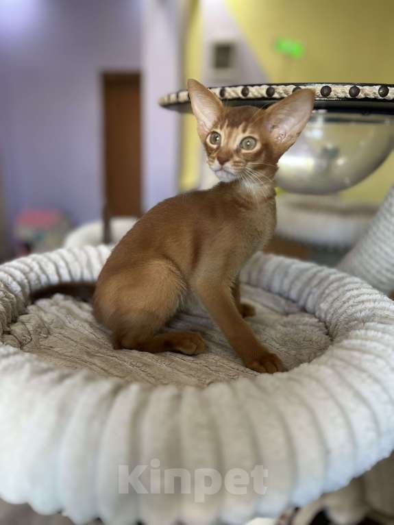 Кошки в Самаре: Аби-малыши Мальчик, Бесплатно - фото 3