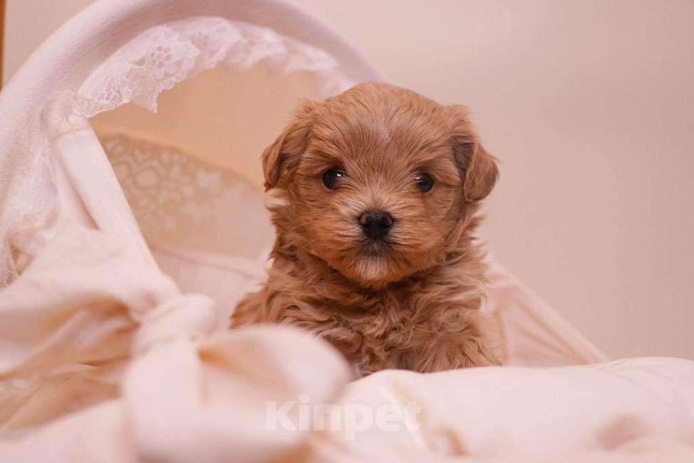 Собаки в Москве: Мальтипу мальчик стандарт  Мальчик, 120 000 руб. - фото 5