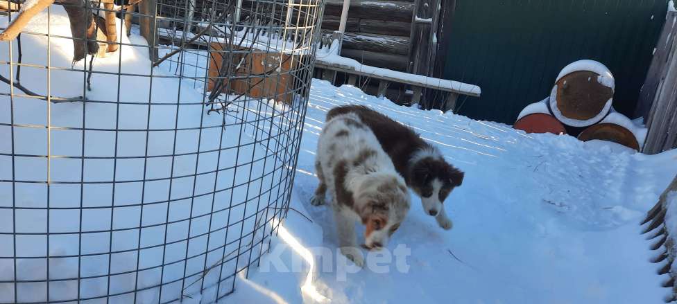 Собаки в Краснотурьинске: Девочка австралийской овчарки окраса красный триколор, др 29.08.25. Девочка, 60 000 руб. - фото 7