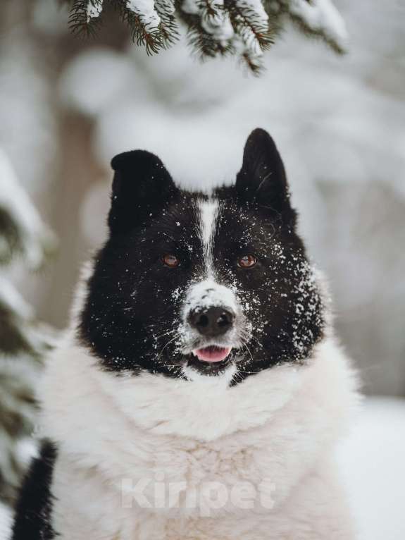 Собаки в Москве: Север – энергичный пес, рожденный для приключений.💫 Мальчик, Бесплатно - фото 8