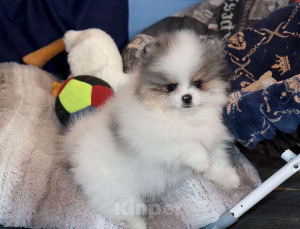 Собаки в Москве: Экcклюзивный красавчик шпица Мальчик, Бесплатно - фото 2