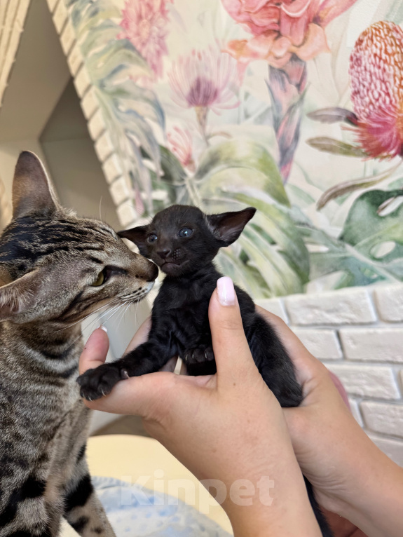Кошки в других городах Красноярского края: Ориентальный котенок Мальчик, 40 000 руб. - фото 2