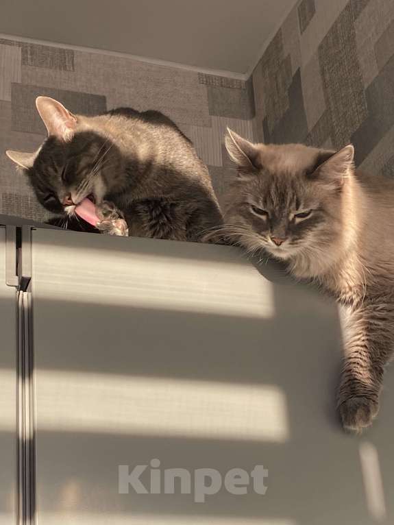 Кошки в Костроме: Отдадим в добрые руки❤️ Мальчик, Бесплатно - фото 2