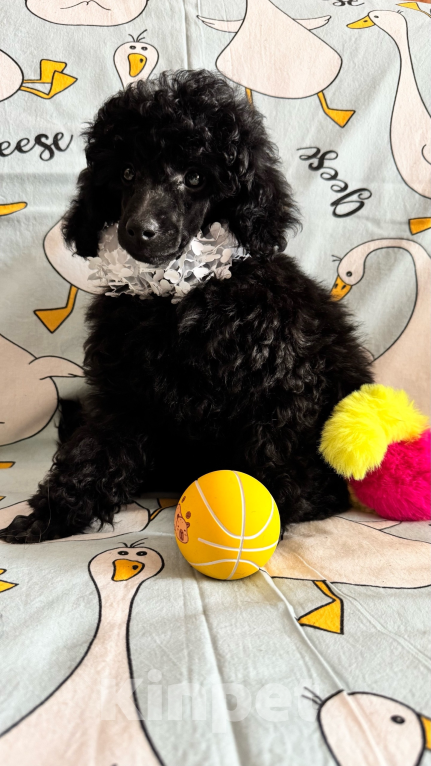 Собаки в Москве: Пудель миниатюрный Мальчик, 70 000 руб. - фото 1