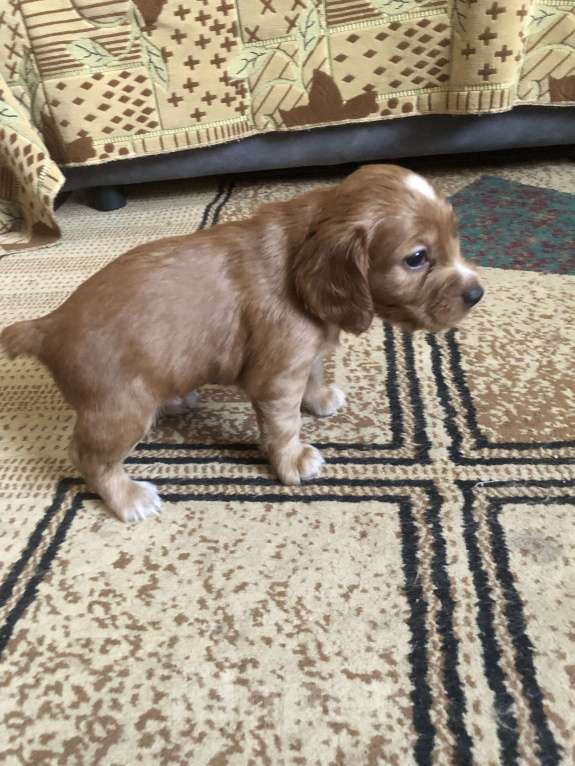 Собаки в Липецке: Щенки русского охотничьего спаниеля Мальчик, 12 000 руб. - фото 5