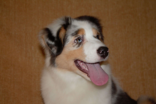 Австралийская овчарка (аусси)