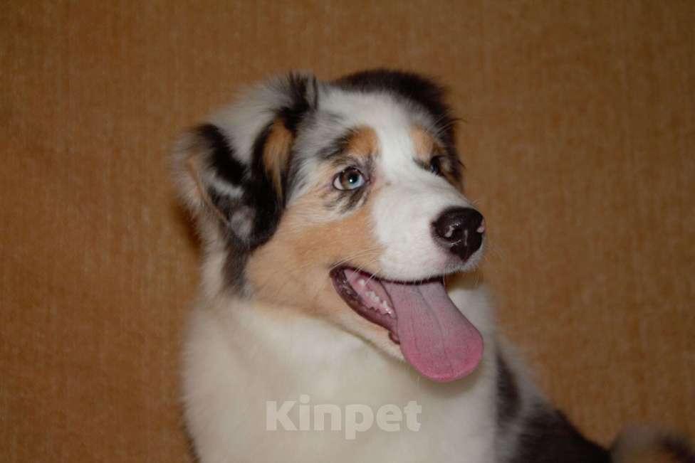 Собаки в других городах Московской области: Австралийская овчарка (аусси) Девочка, 50 000 руб. - фото 1