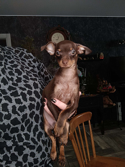 Шоко мальчик