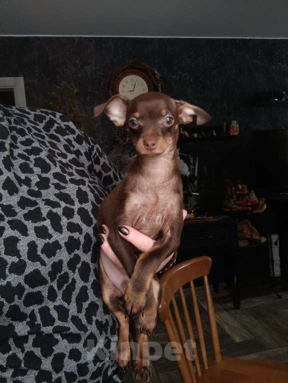 Собаки в Москве: Шоко мальчик Мальчик, 40 000 руб. - фото 1