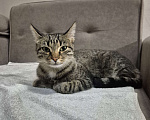 Кошки в Краснодаре: Кошка в добрые руки  Девочка, Бесплатно - фото 2