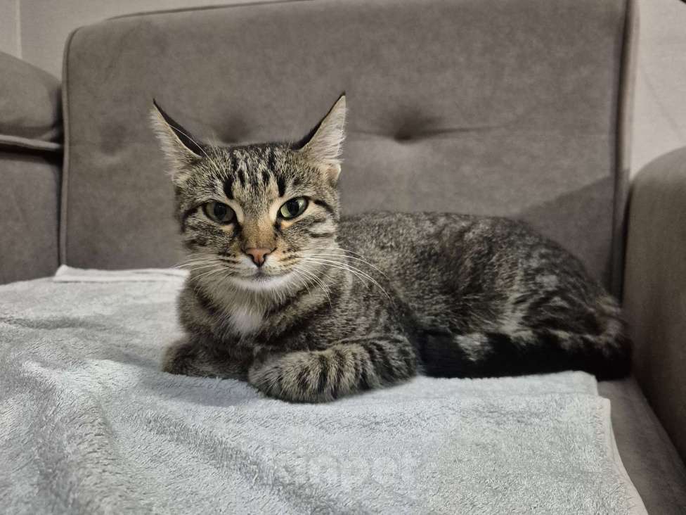 Кошки в Краснодаре: Кошка в добрые руки  Девочка, Бесплатно - фото 2