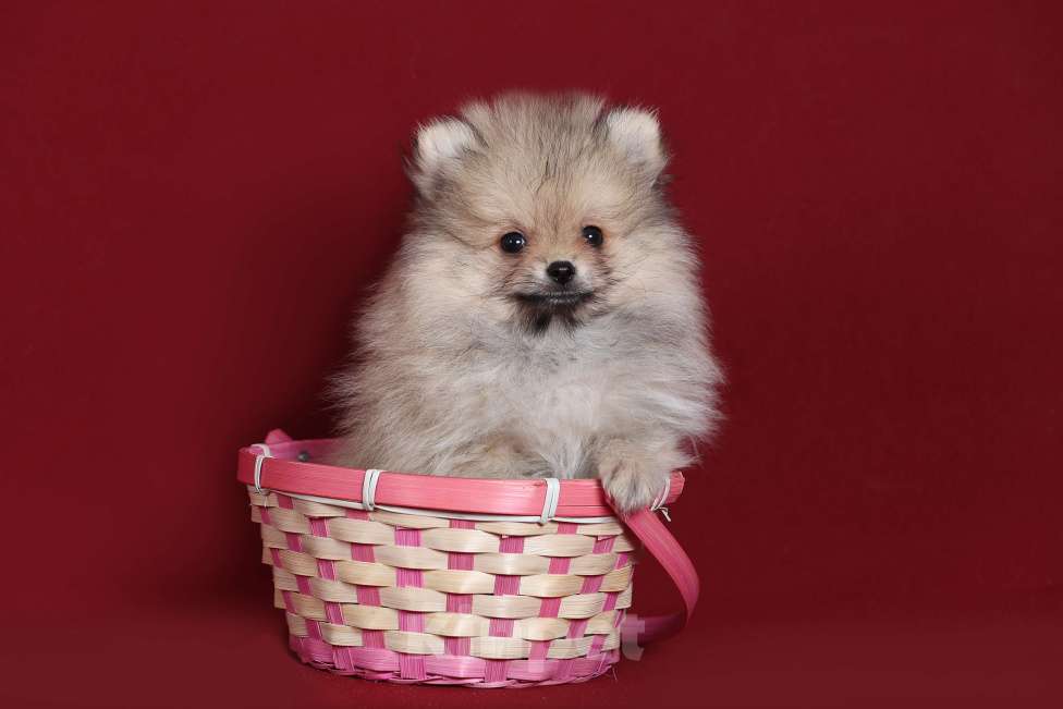 Собаки в Курске: Померанский шпиц щенок Мальчик, Бесплатно - фото 4