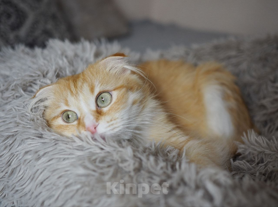 Кошки в Москве: Кошка Орнела ищет дом Девочка, Бесплатно - фото 8