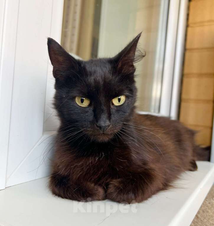 Кошки в Москве: Кошечка Николь - стройняшка в эбонитовой шубке в добрые руки Девочка, Бесплатно - фото 6