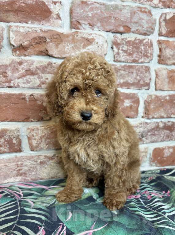 Собаки в Краснодаре: Той пудель, щенок Мальчик, 120 000 руб. - фото 3