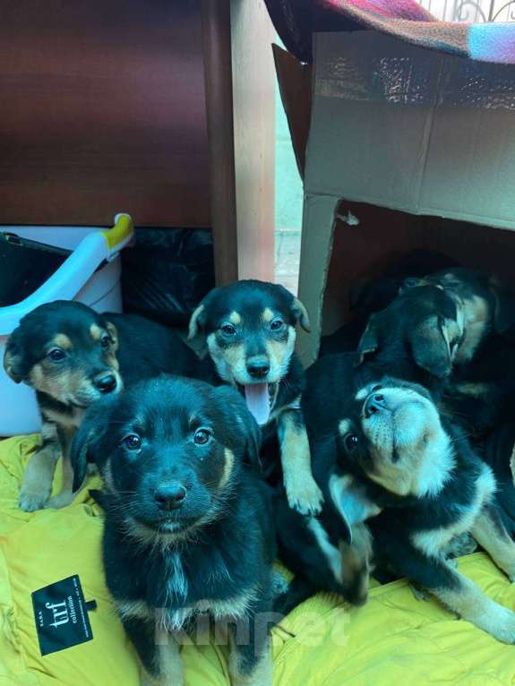 Собаки в Москве: щенков выкинули на помойку ,срочно нужен дом или передержка Девочка, Бесплатно - фото 1
