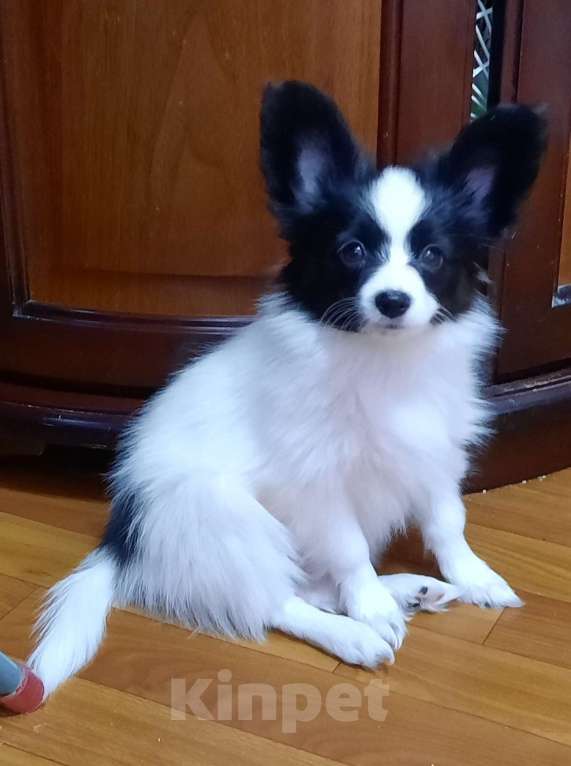 Собаки в Волгодонске: Беатрис Девочка, 40 000 руб. - фото 1