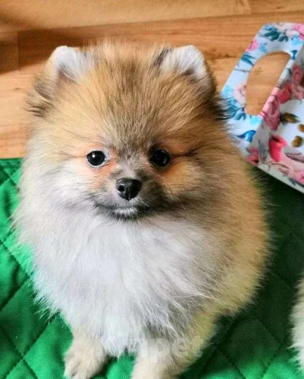 Собаки в Самаре: Шпиц, 1 руб. - фото 2