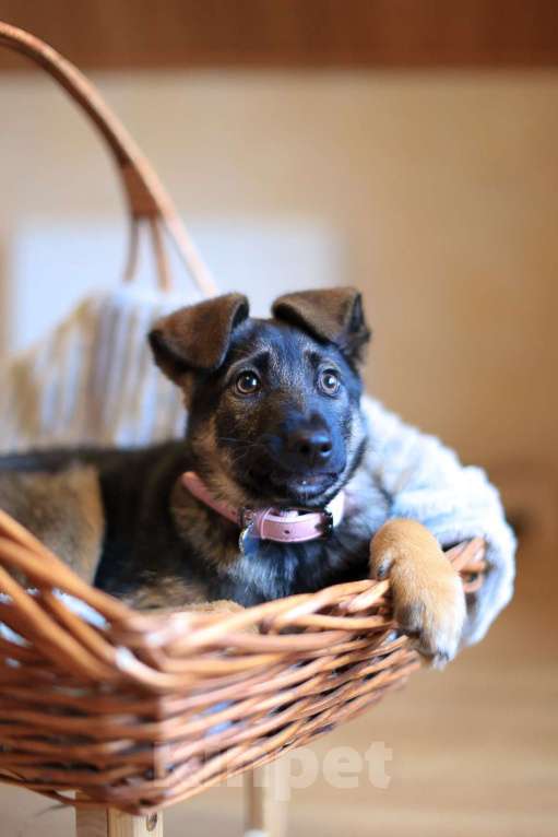 Собаки в Красногорске: Маленькая Николь 3,5 месяца в ищет дом  Девочка, Бесплатно - фото 7