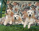 Собаки в Москве: Щенки золотистого( годен ретривера)  Девочка, Бесплатно - фото 7