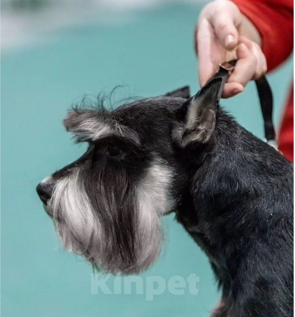 Собаки в Королеве: Красавец цвергшнауцер ищет даму сердца Мальчик, 10 000 руб. - фото 3