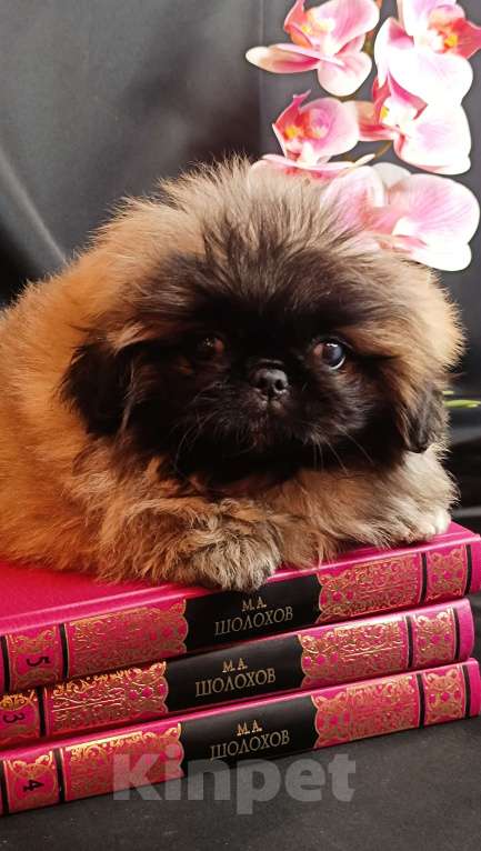 Собаки в Самаре: Пекинес красотка Девочка, Бесплатно - фото 7