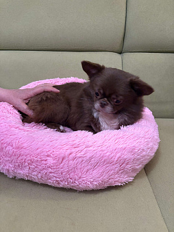 Чихуахуа-   Чудесный  Мальчик