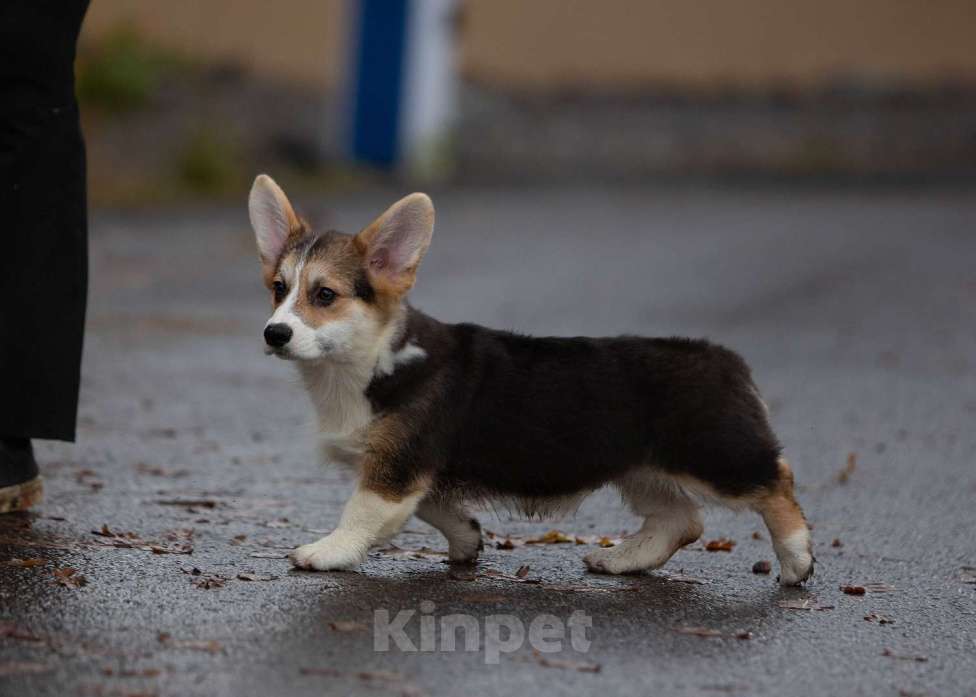 Собаки в Санкт-Петербурге: Мальчишка триколорного окраса Мальчик, 90 000 руб. - фото 5