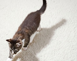Кошки в Протвино: Котята ищут дом Разнополые, Бесплатно - фото 3