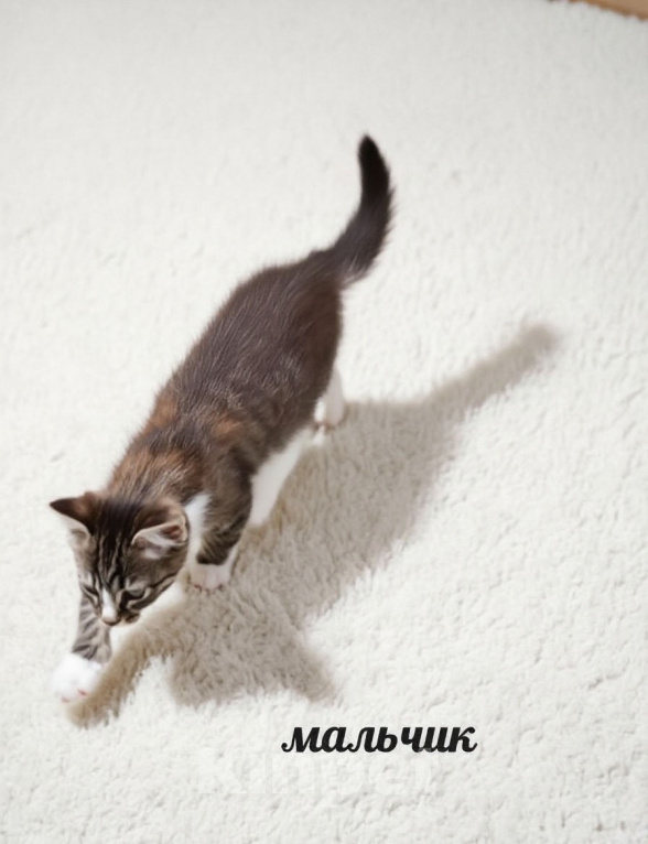 Кошки в Протвино: Котята ищут дом Разнополые, Бесплатно - фото 3