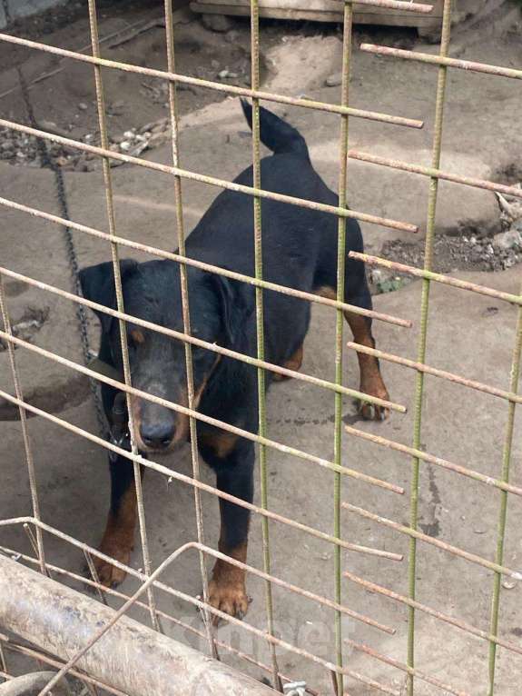 Собаки в других городах Калужской области: Собака в добрые руки Мальчик, Бесплатно - фото 5