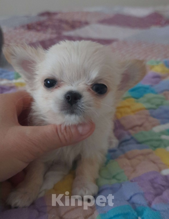 Собаки в Москве: Нежная девочка чтхуахуа Девочка, 35 000 руб. - фото 3