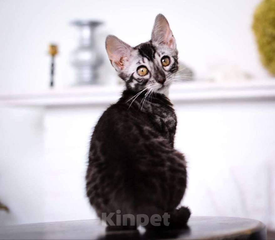 Кошки в Москве: Бенгальский котенок серебро Мальчик, 45 000 руб. - фото 4