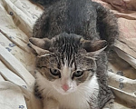 Кошки в Волгодонске: Потерялась кошка зовут Мурка Девочка, 50 руб. - фото 2